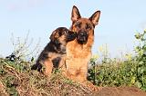 BERGER ALLEMAND 572